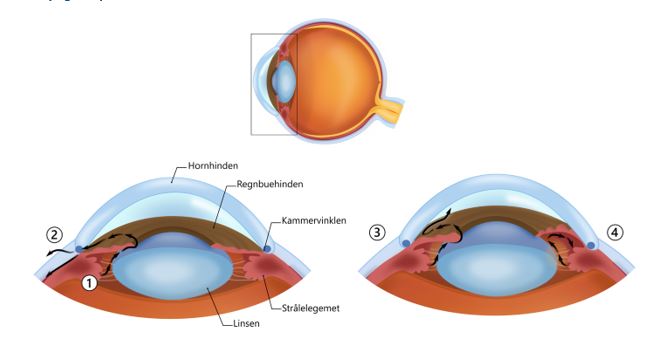 Illustrationer af Zaynab Ahmad Mouhammad, medicinstuderende p&aring; K&oslash;benhavns Universitet