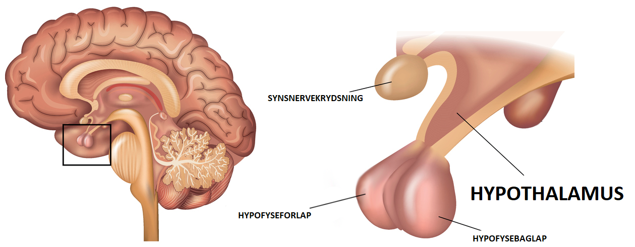 Hypothalamus Hypothalamus