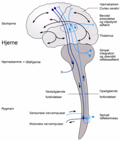 Tegningen er baseret på illustration af Birgitte Lerche fra CR Bjarkam, Neuroanatomi, Munksgaard Danmark, ISBN 87-628-0495-2.