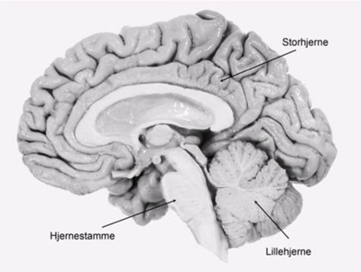 Tegningen er baseret på illustration af Birgitte Lerche fra CR Bjarkam, Neuroanatomi, Munksgaard Danmark, ISBN 87-628-0495-2.
