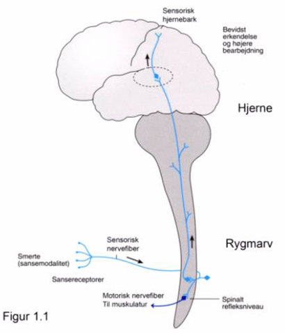 Tegningen er baseret på illustration af Birgitte Lerche fra CR Bjarkam, Neuroanatomi, Munksgaard Danmark, ISBN 87-628-0495-2.