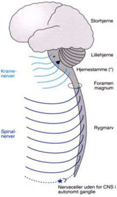 Tegningen er baseret på illustration af Birgitte Lerche fra CR Bjarkam, Neuroanatomi, Munksgaard Danmark, ISBN 87-628-0495-2.