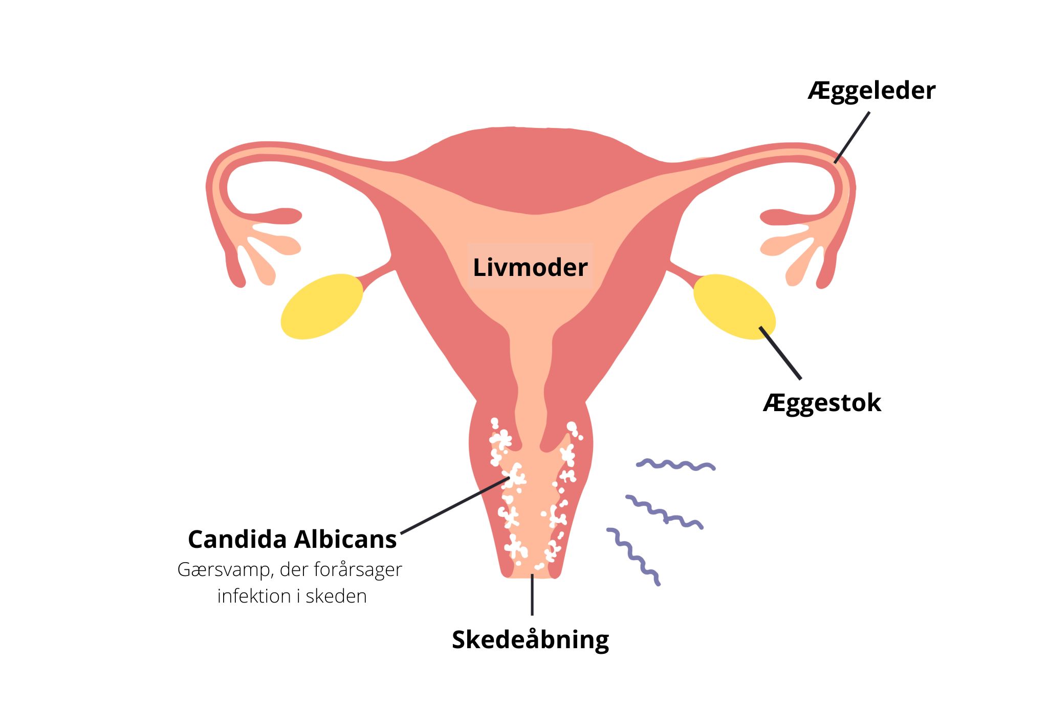 Illustration af skedesvamp Illustration af skedesvamp