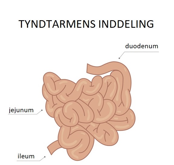 Tyndtarmens inddeling